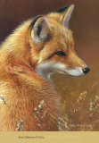 Curious: Red Fox