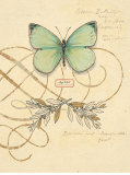 Scripted Papillon