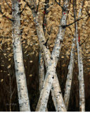 Shimmering Birches I