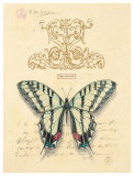 Filigree Papillon