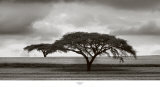 Acacia Trees