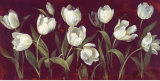 Ivory Tulip