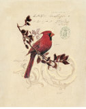 Filigree Cardinal