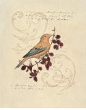 Filigree Songbird