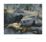 Boulder Bruin