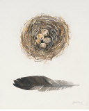Field Study Nest