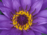 Purple and Yellow Lotus Flower  Bangkok  Thailand