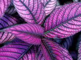 Fond Dous Estate  Persian Shield  St Lucia  Caribbean