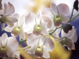 Wild Orchids  Malaysia