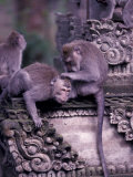 Long-tailed Macaques in Sacred Monkey Forest  Bali  Indonesia