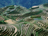 Mountainside Landscape of Rice Terraces  China