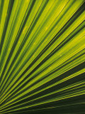 Palm Frond Detail  Siem Reap  Cambodia