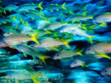 Grunts in Motion  Abacos  Bahamas