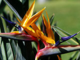 Bird of Paradise in Bermuda Botanical Gardens  Caribbean