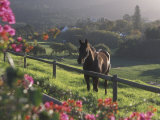 Constantia Winery  Cape Town  South Africa
