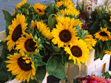Market Sunflowers  Nice  France