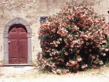 Door and Pink Oleander Flowers  Lucardo  Tuscany  Italy
