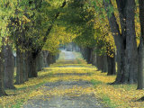 Tree-Lined Road in Autumn  Louisville  Kentucky  USA