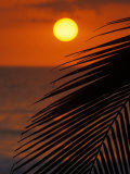 Palm at Sunset  Costa Rica