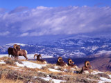 Six Bighorn Rams  Whiskey Mountain  Wyoming  USA