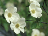 Pacific Dogwood Along Merced River  Yosemite National Park  California  USA