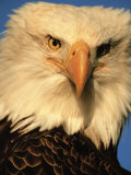 Bald Eagle in Kachemak Bay  Homer  Alaska  USA
