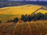 Fall Colors in Vineyards of the Red Hills  Dundee  Oregon  USA