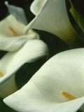 Cala Lilies  Big Sur  California  USA