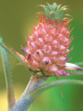 Miniature Pineapple  Naples Botanical Garden  Naples  Florida  USA
