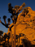Joshua Trees  Mojave Desert  California  USA