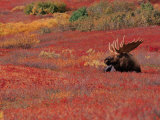 Bull Moose in Denali National Park  Alaska  USA