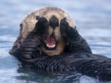 Sea Otters  Alaska  USA