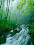Linn Cove Creek Cascading Through Foggy Forest  Blue Ridge Parkway  North Carolina  USA