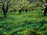 Apple Orchard in Full Bloom  Hood River  Oregon  USA