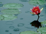 Raindrop Patterns Imitate Lily Pad on Laurel Lake  near Bandon  Oregon  USA