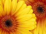 Gerbera Daisy  Washington  USA