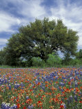 Paintbrush and Bluebonnets and Live Oak Tree  Marble Falls  Texas Hill Country  USA