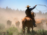 Cowboy Working the Herd on a Cattle Drive through Central Oregon  USA