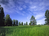 Ponderosa Pines and Meadow  Elk Ridge  Manti-LaSal National Forest  Utah  USA