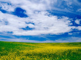 Field of Canola or Mustard flowers  Palouse Region  Washington  USA