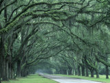 Historic Wormsloe Plantation  Savannah  Georgia  USA