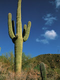 Saguaro Cactus in Sonoran Desert  Saguaro National Park  Arizona  USA