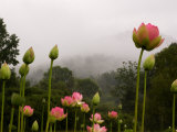 Lotus with Mountains and Fog in the Background  North Carolina  USA