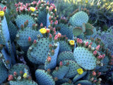 Beavertail Cactus  Desert Botanical Gardens  Phoenix  Arizona  USA