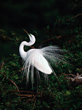 Great Egret in Courtship Display