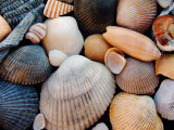 Shells on Edisto Beach  Edisto Beach State Park  South Carolina  USA