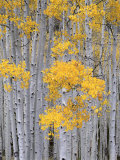 Aspen Grove on Fish Lake Plateau  Fishlake National Forest  Utah  USA
