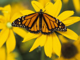 Monarch on Mexican Sunflower in the Woodland Park Zoo  Seattle  Washington  USA