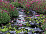 Monkeyflowers along Paradise Creek  Mt Rainier National Park  Washington  USA