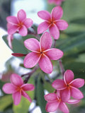 Plumeria in Bloom